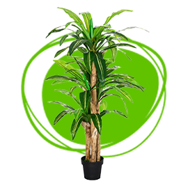 Plantas para Oficina